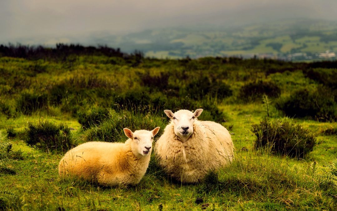 Being Shepherded by God – Part 1