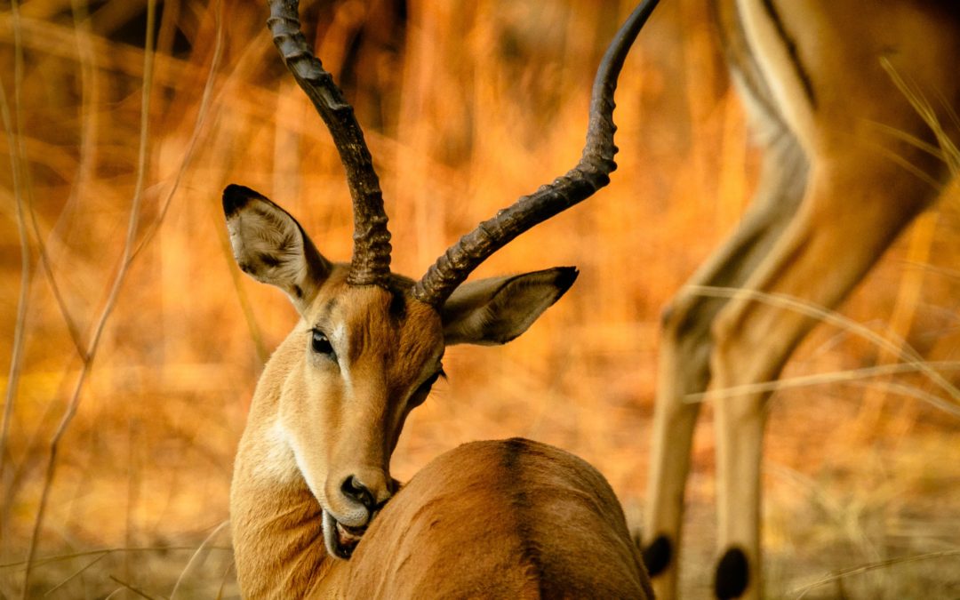 Do you have Gazelle Tenacity?
